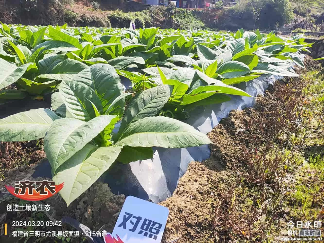 The Effect of Using Jinan Agricultural Products in Fujian Flue-cured Tobacco(图5)