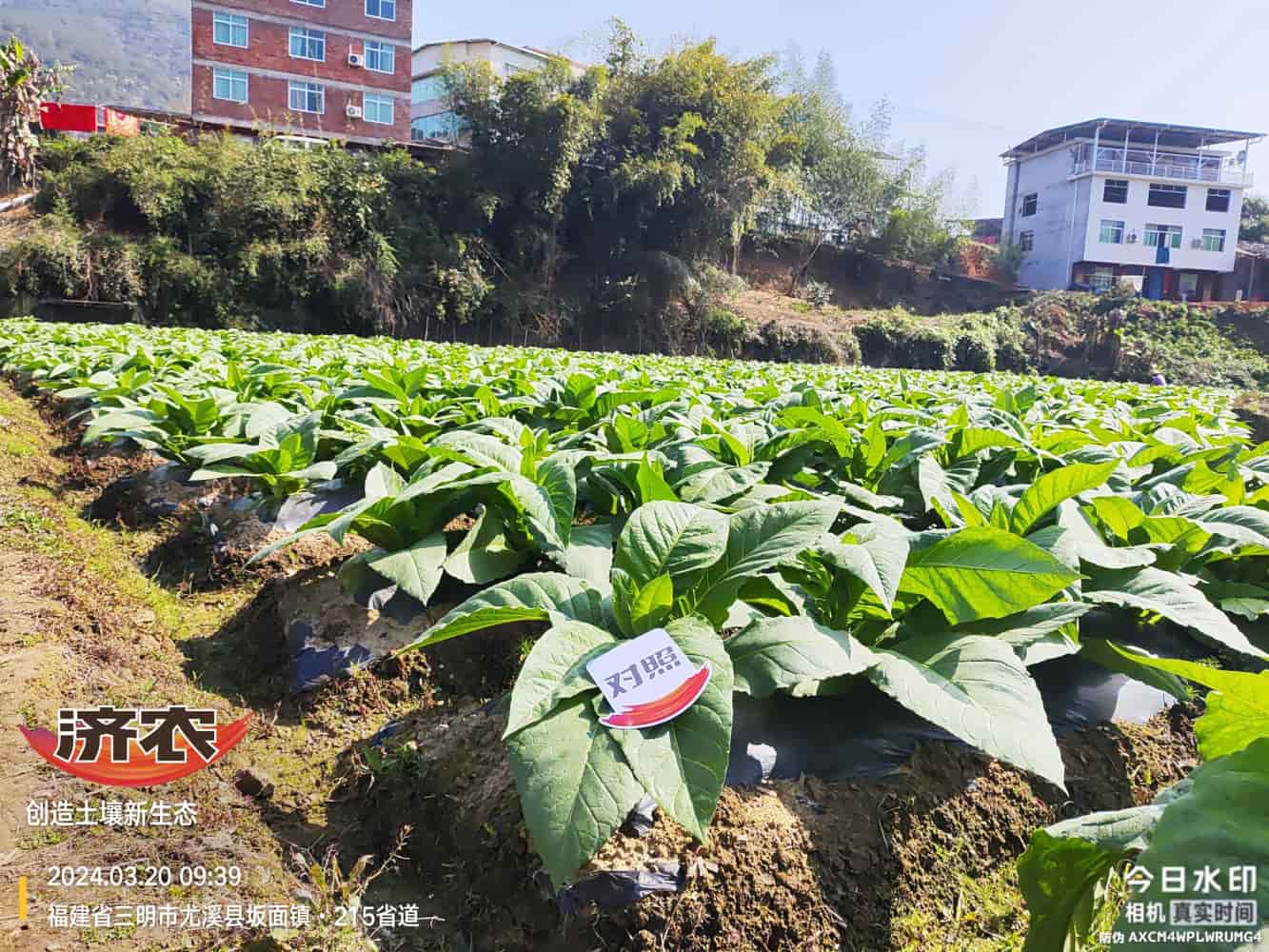 The Effect of Using Jinan Agricultural Products in Fujian Flue-cured Tobacco(图3)