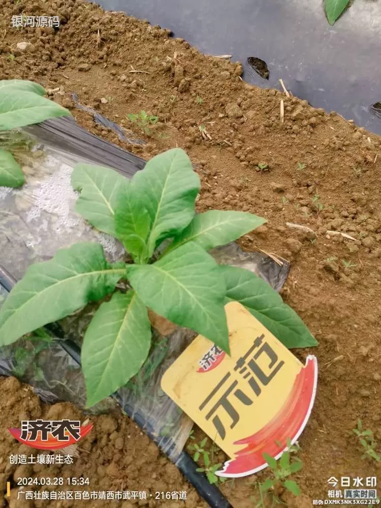 广西烤烟使用济农产品的效果(图3)