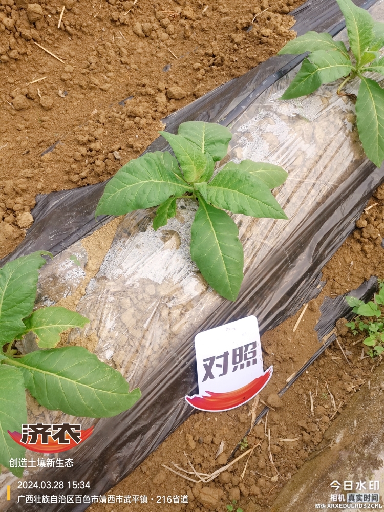 The effect of using agricultural products in Guangxis tobacco industry(图4)