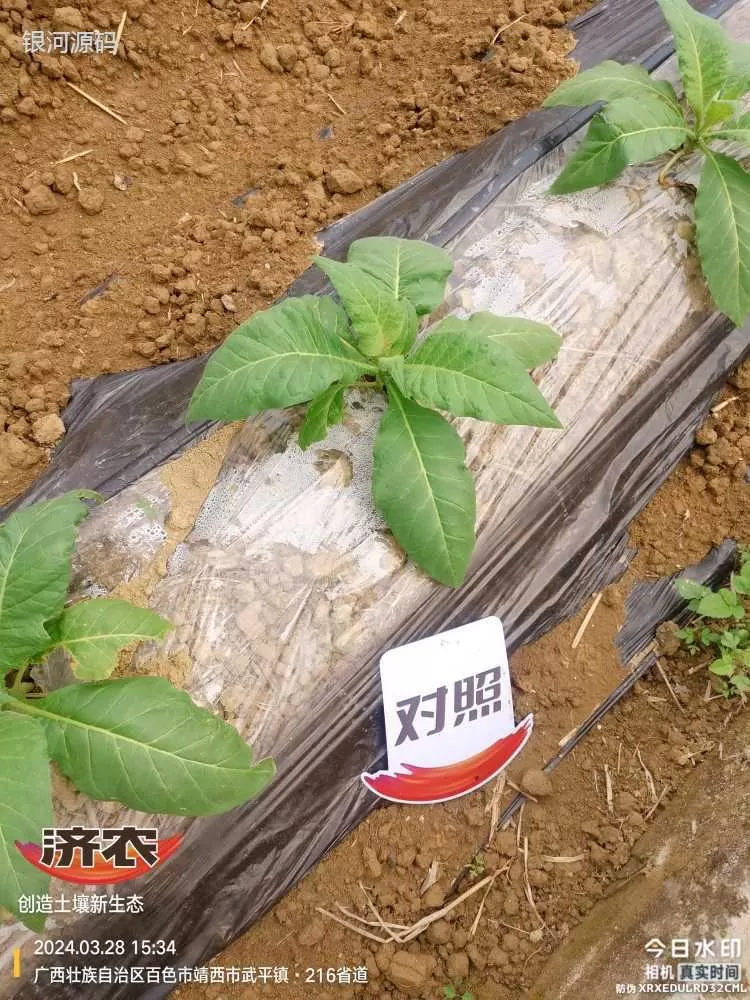 广西烤烟使用济农产品的效果(图4)