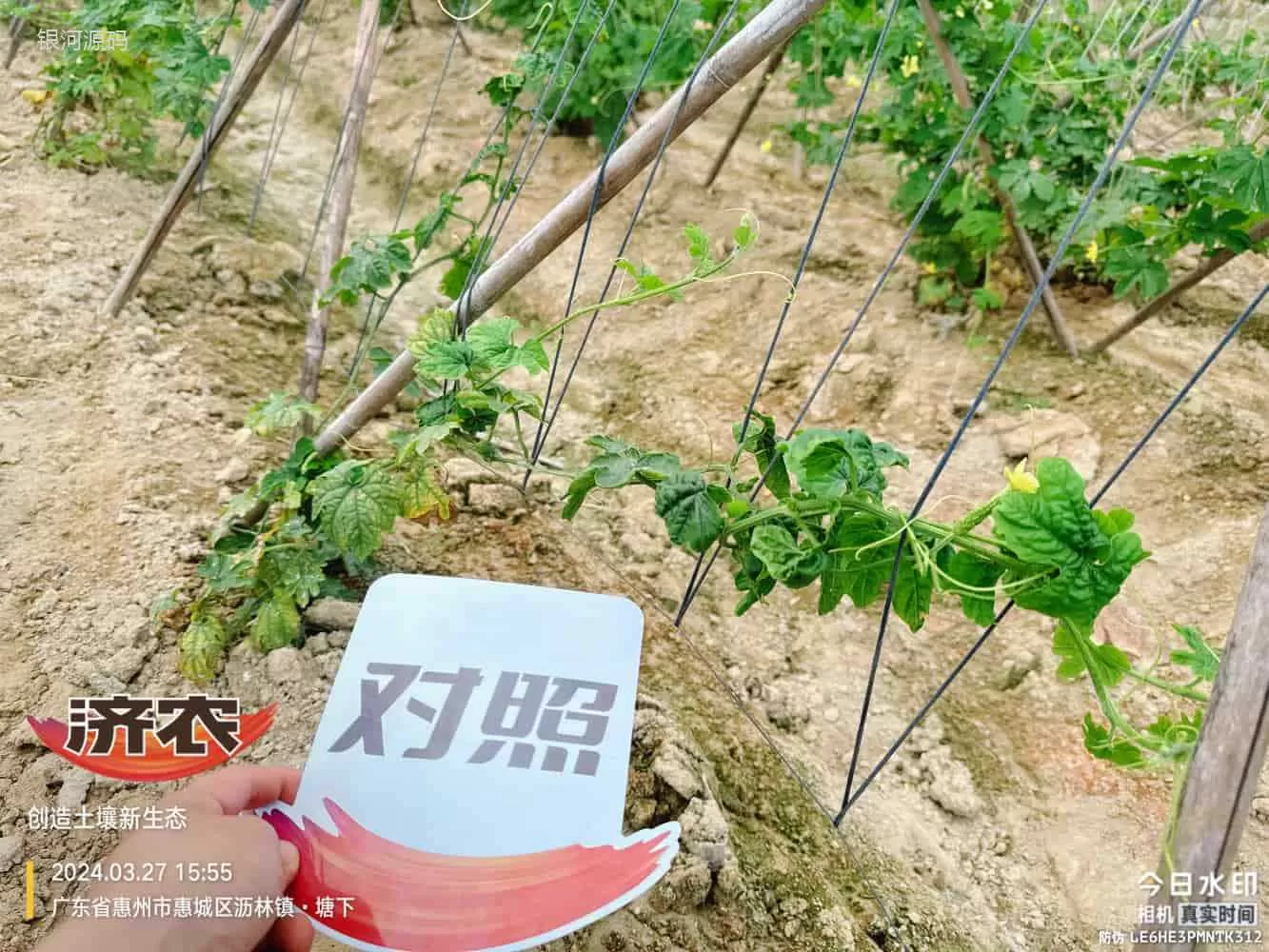 广东苦瓜使用济农产品的效果(图7)
