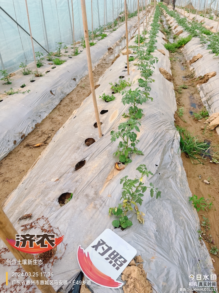 广东番茄使用济农产品的效果(图3)