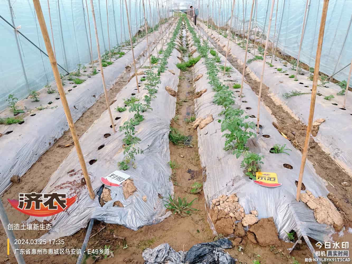 广东番茄使用济农产品的效果(图1)
