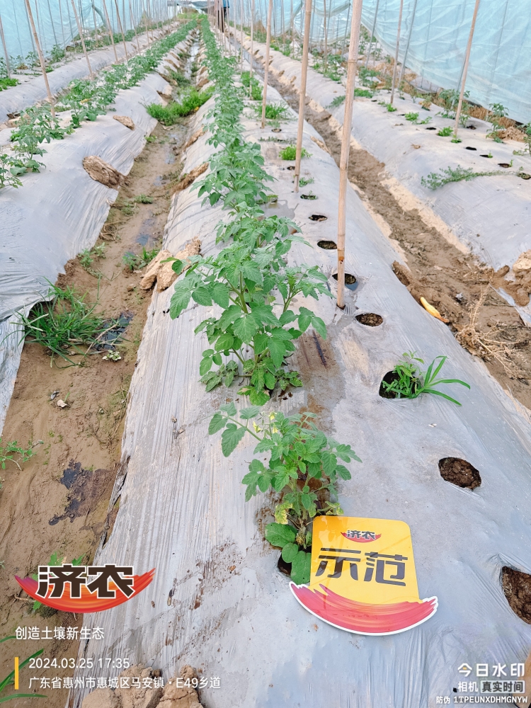 广东番茄使用济农产品的效果(图2)