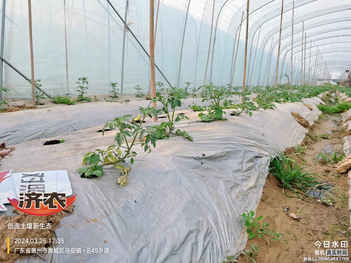 广东番茄使用济农产品的效果(图5)