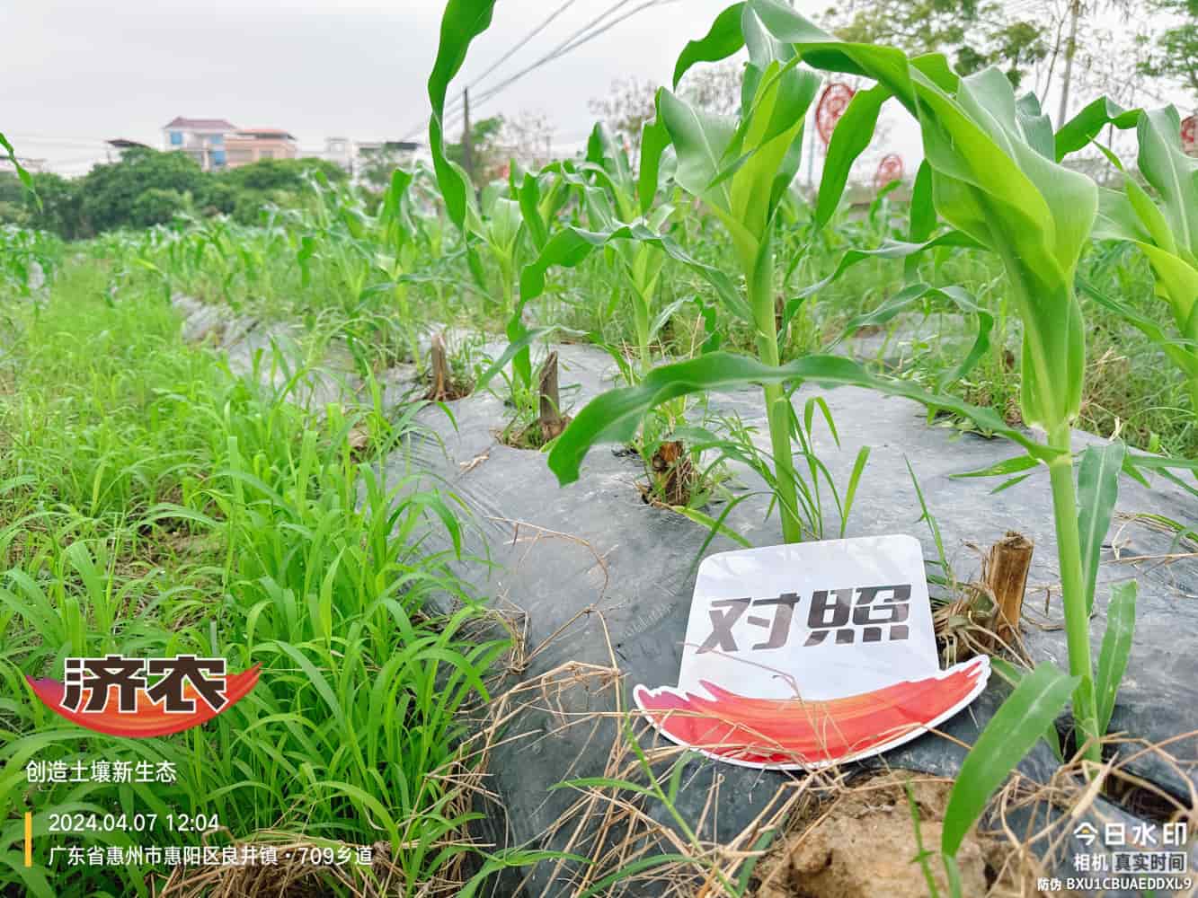 广东玉米使用济农产品的效果(图6)