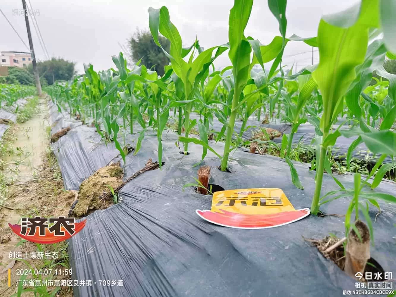 广东玉米使用济农产品的效果(图5)