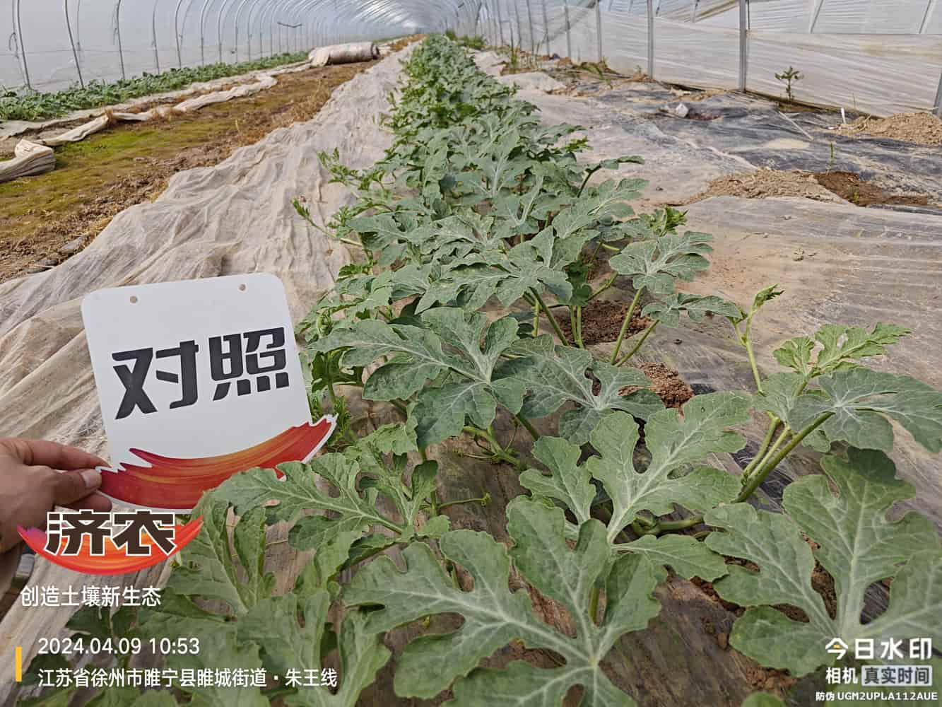 The Effect of Using Agricultural Products in Jiangsu Watermelon(图2)