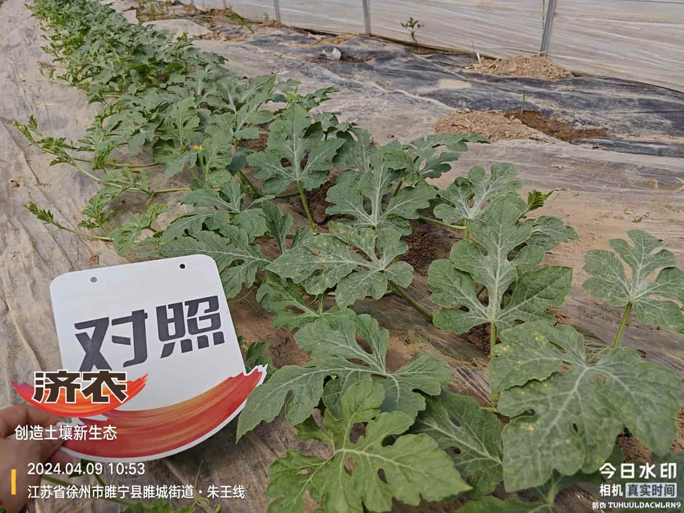 The Effect of Using Agricultural Products in Jiangsu Watermelon(图4)