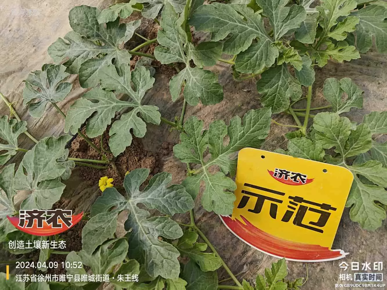 The Effect of Using Agricultural Products in Jiangsu Watermelon(图5)