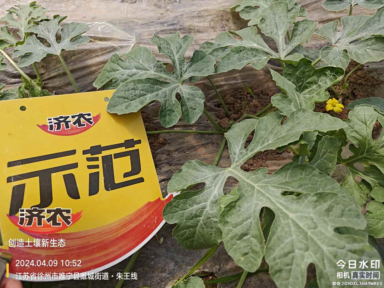 The Effect of Using Agricultural Products in Jiangsu Watermelon(图7)