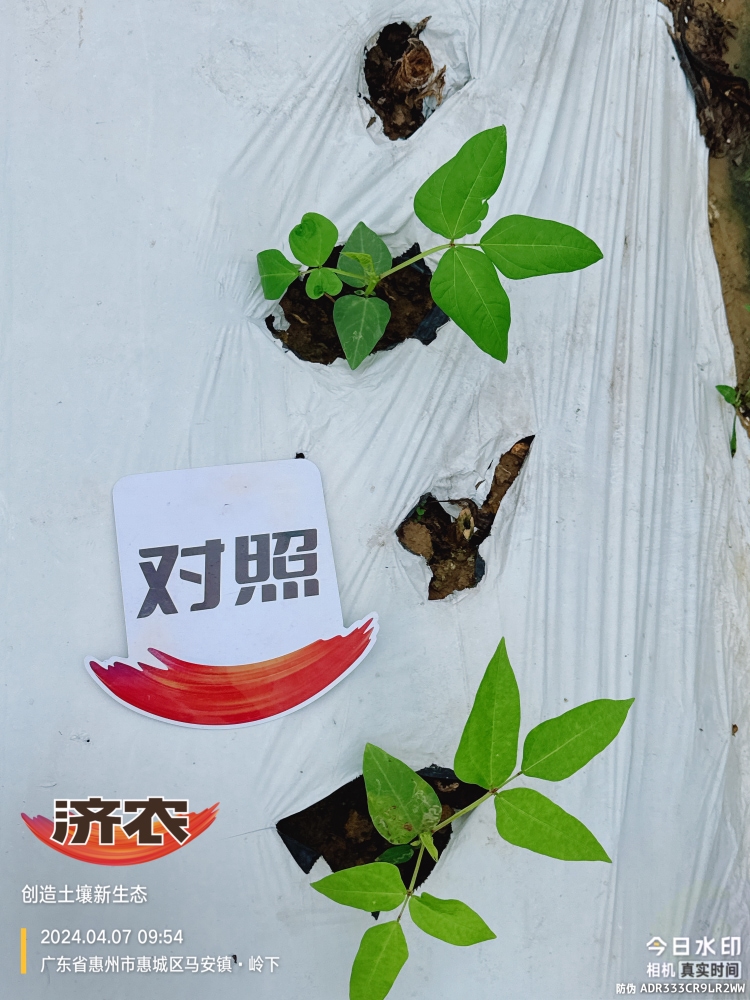 The effect of using agricultural products in Guangdong beans(图5)