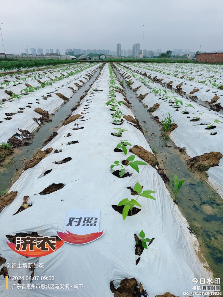 The effect of using agricultural products in Guangdong beans(图3)