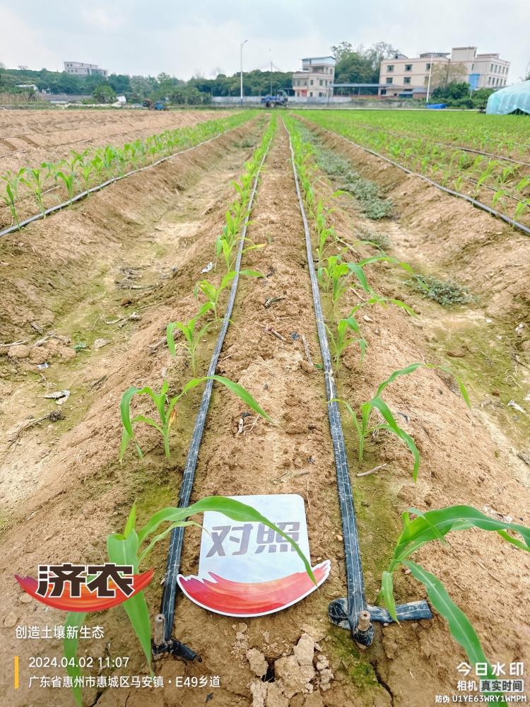 The effect of using agricultural products in Guangdong corn(图4)