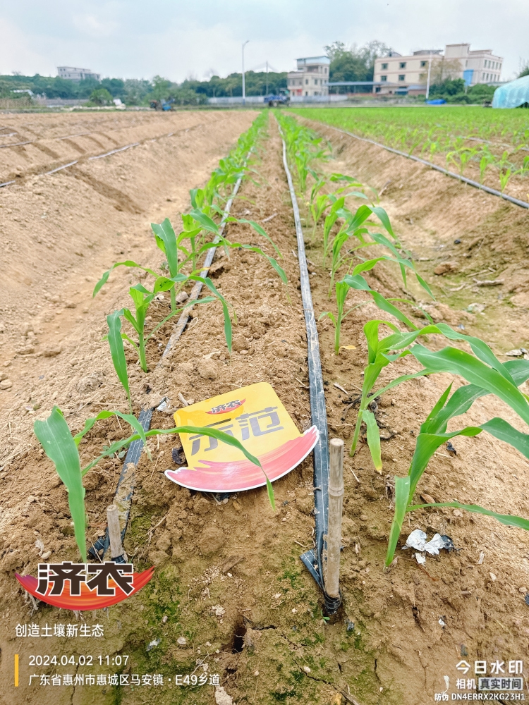 The effect of using agricultural products in Guangdong corn(图3)
