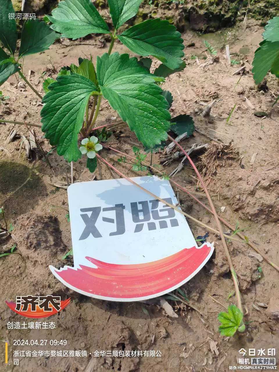 浙江草莓育苗使用济农产品的效果(图5)
