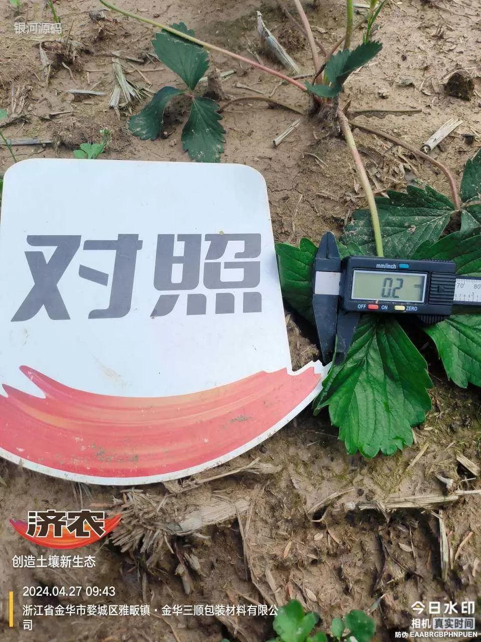 浙江草莓育苗使用济农产品的效果(图7)