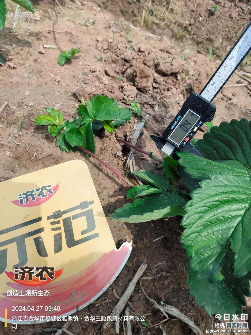 浙江草莓育苗使用济农产品的效果(图6)