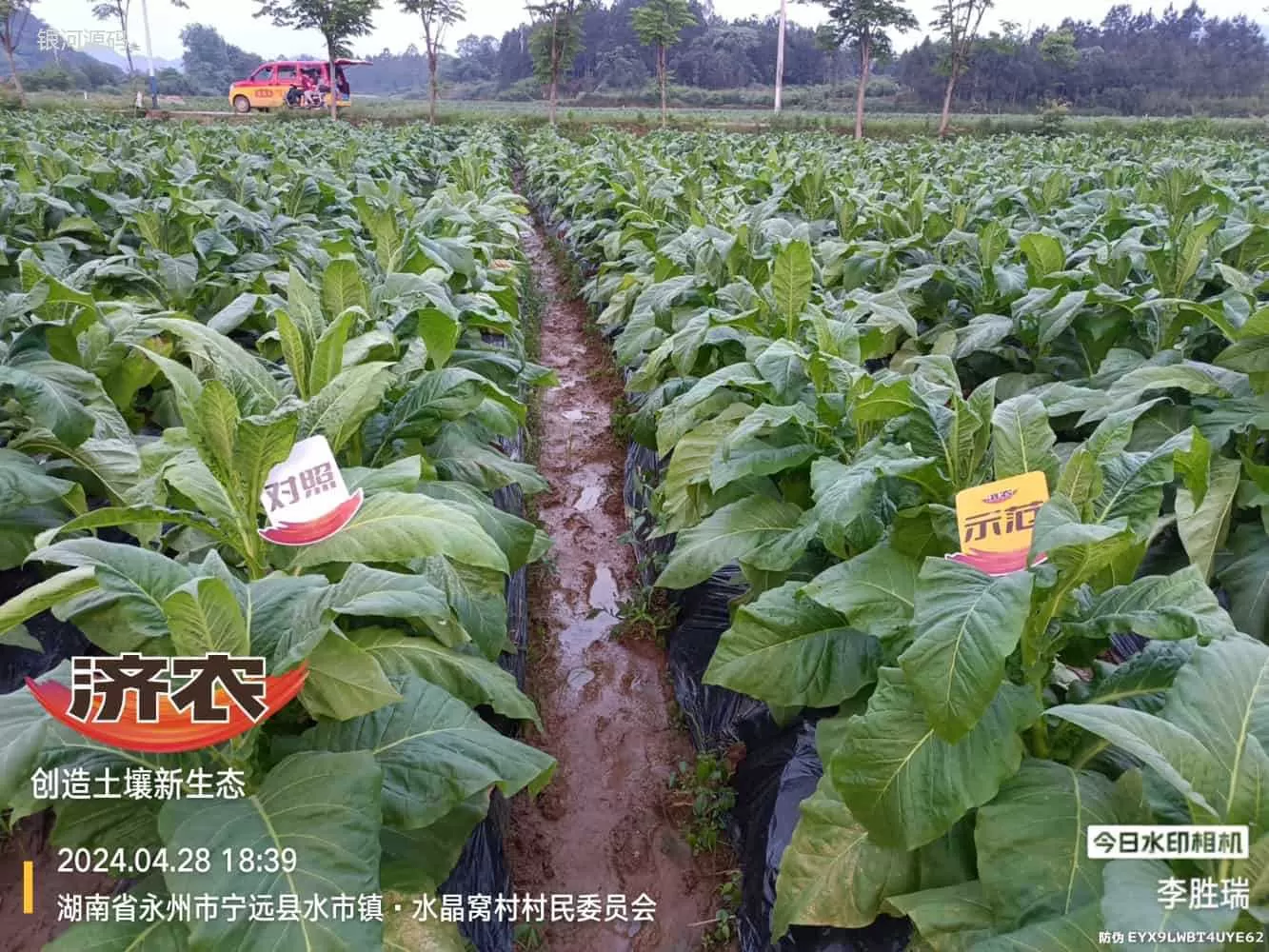 湖南烤烟使用济农产品的效果(图1)
