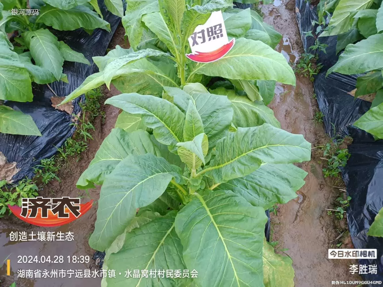 湖南烤烟使用济农产品的效果(图5)