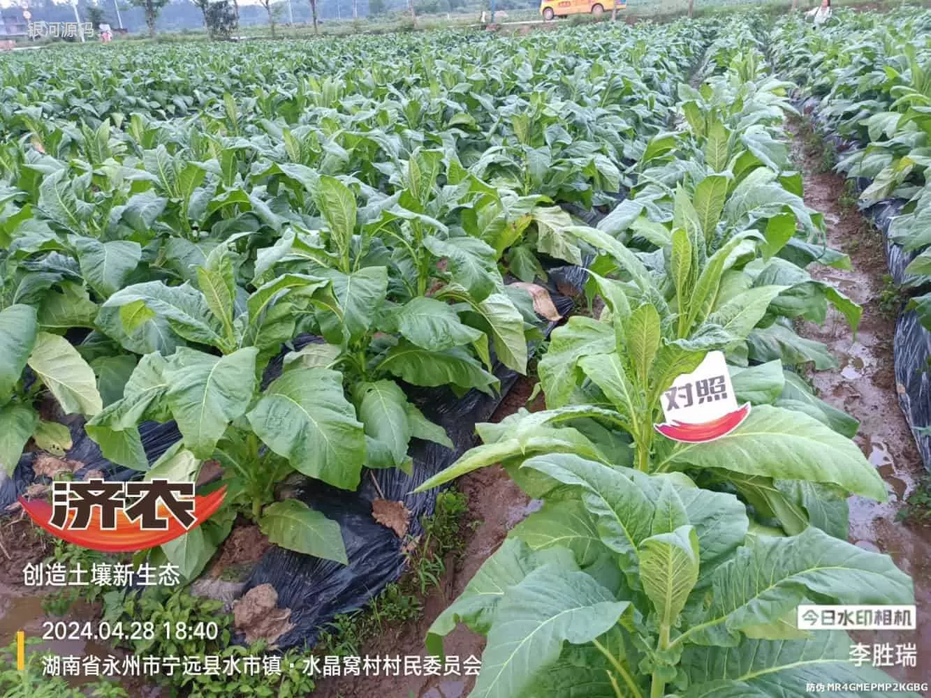 湖南烤烟使用济农产品的效果(图3)