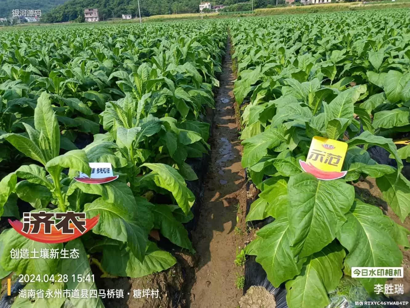 湖南烤烟使用济农产品的效果(图1)