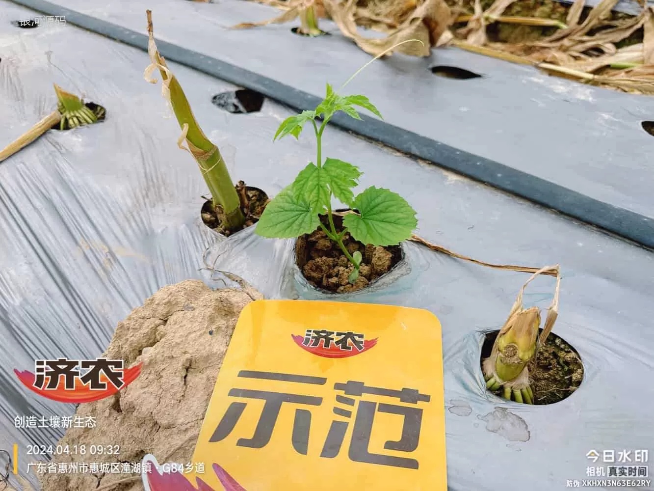 广东苦瓜使用济农产品的效果(图3)