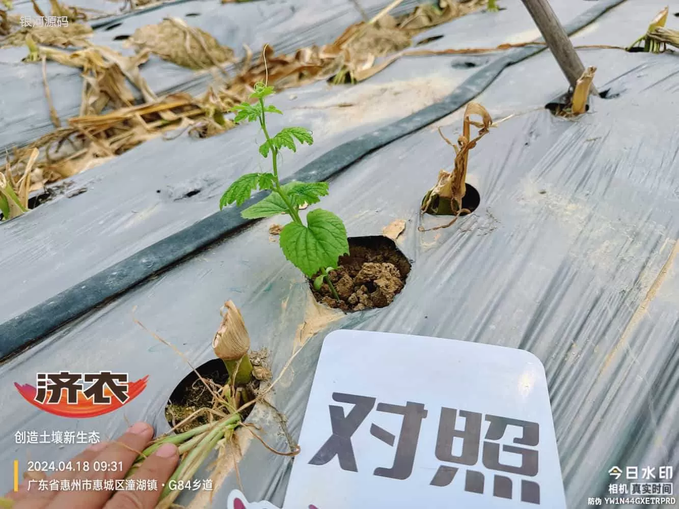 广东苦瓜使用济农产品的效果(图2)