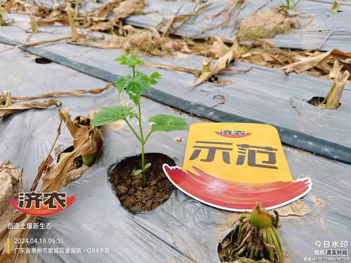 广东苦瓜使用济农产品的效果(图1)
