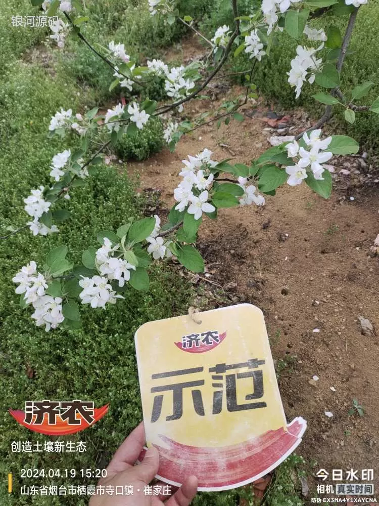 山东烟台苹果使用济农产品的效果(图3)