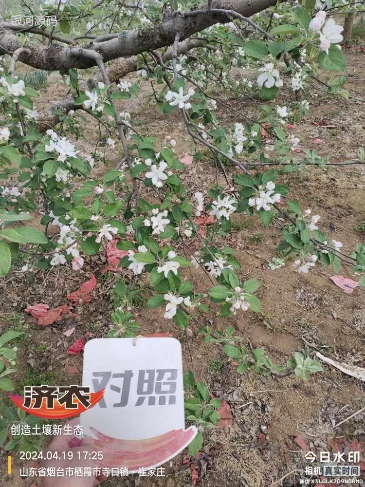 山东烟台苹果使用济农产品的效果(图2)