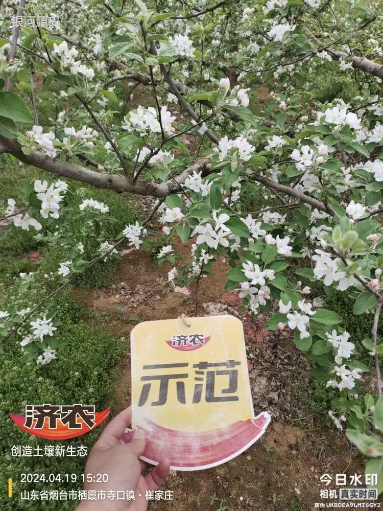 山东烟台苹果使用济农产品的效果(图1)