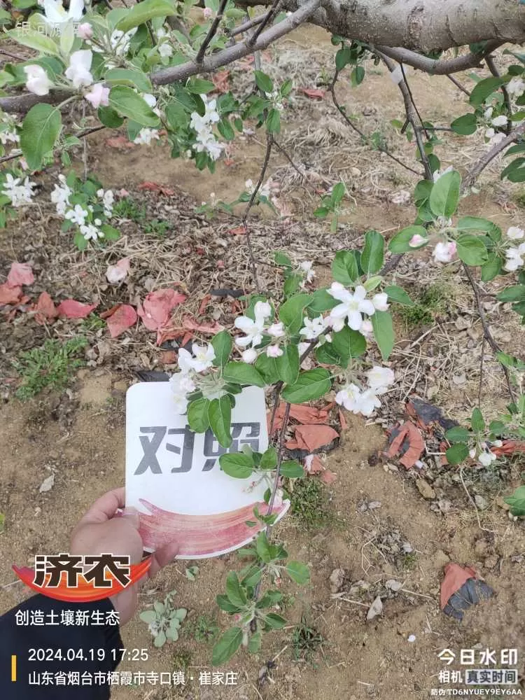 山东烟台苹果使用济农产品的效果(图4)