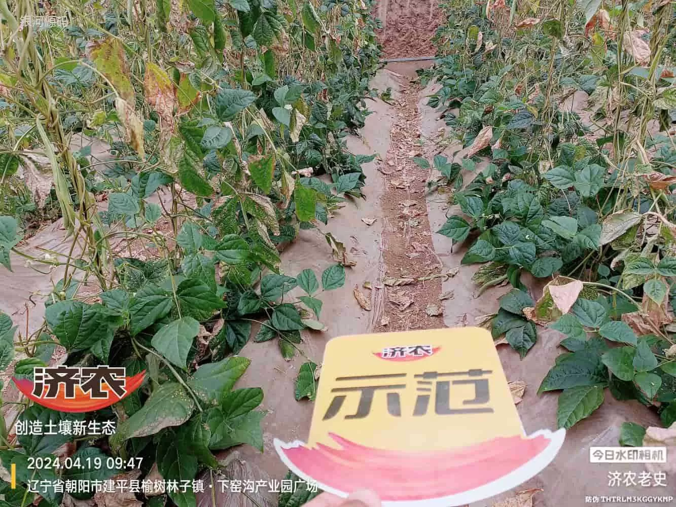 内蒙古豆角使用济农产品的效果(图1)
