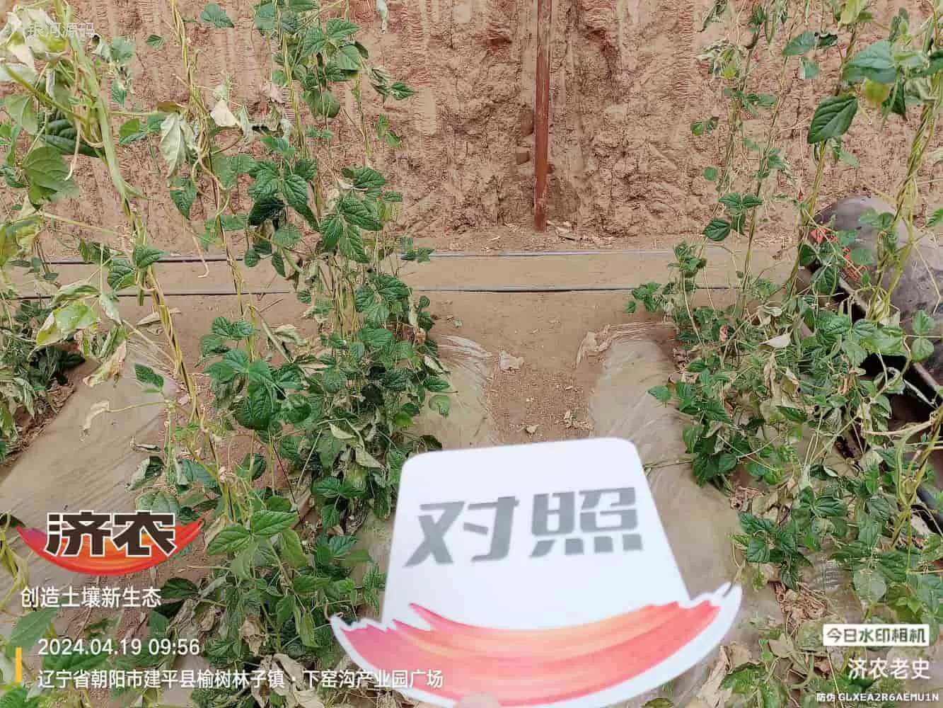 内蒙古豆角使用济农产品的效果(图2)