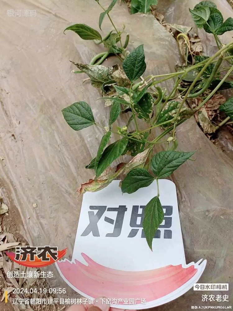 内蒙古豆角使用济农产品的效果(图4)