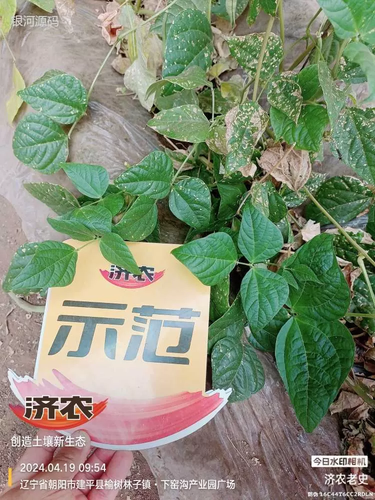 内蒙古豆角使用济农产品的效果(图3)