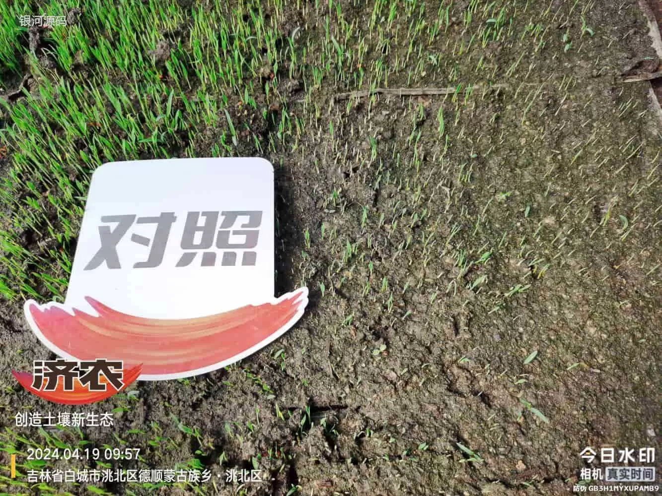 吉林水稻使用济农产品的效果(图3)