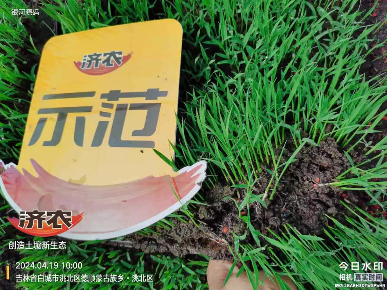 吉林水稻使用济农产品的效果(图4)