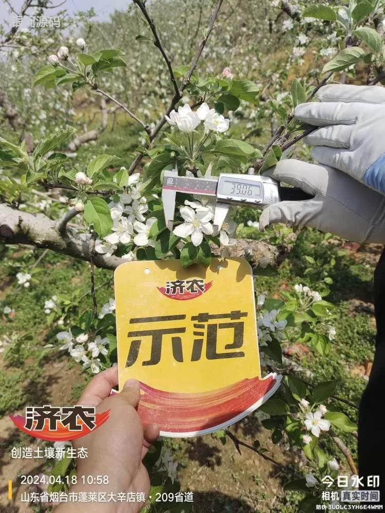 山东烟台苹果使用济农产品的效果(图3)