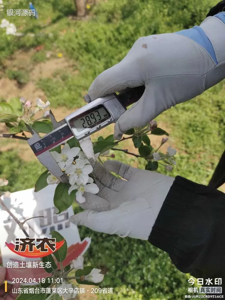 山东烟台苹果使用济农产品的效果(图4)