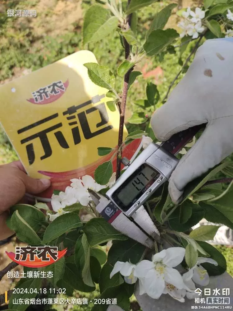 山东烟台苹果使用济农产品的效果(图5)