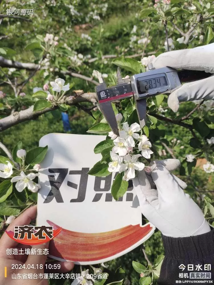山东烟台苹果使用济农产品的效果(图2)