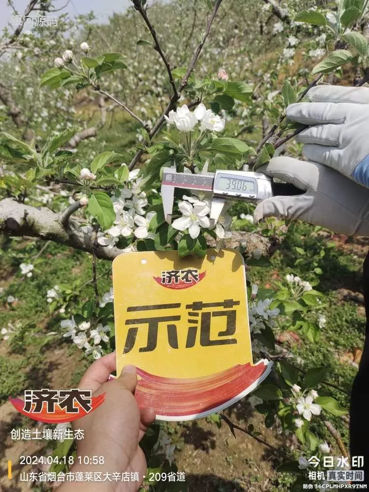 山东烟台苹果使用济农产品的效果(图1)
