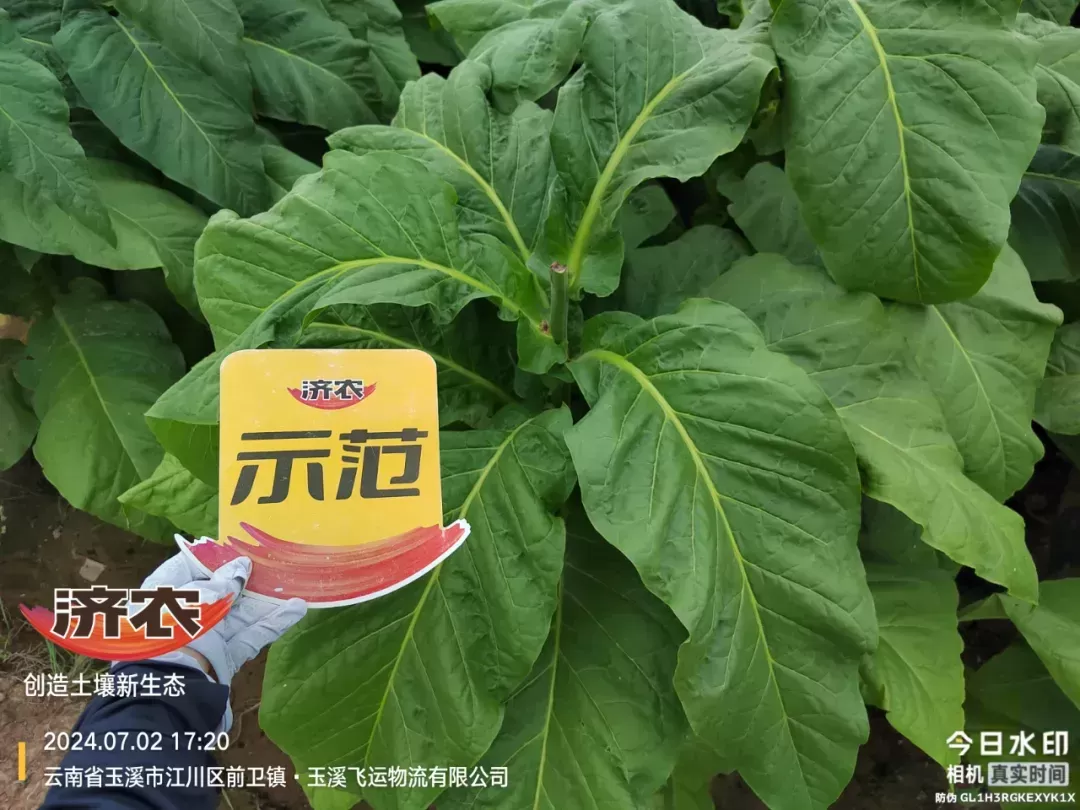 选择方案不同，烤烟长势大相径庭！(图2)