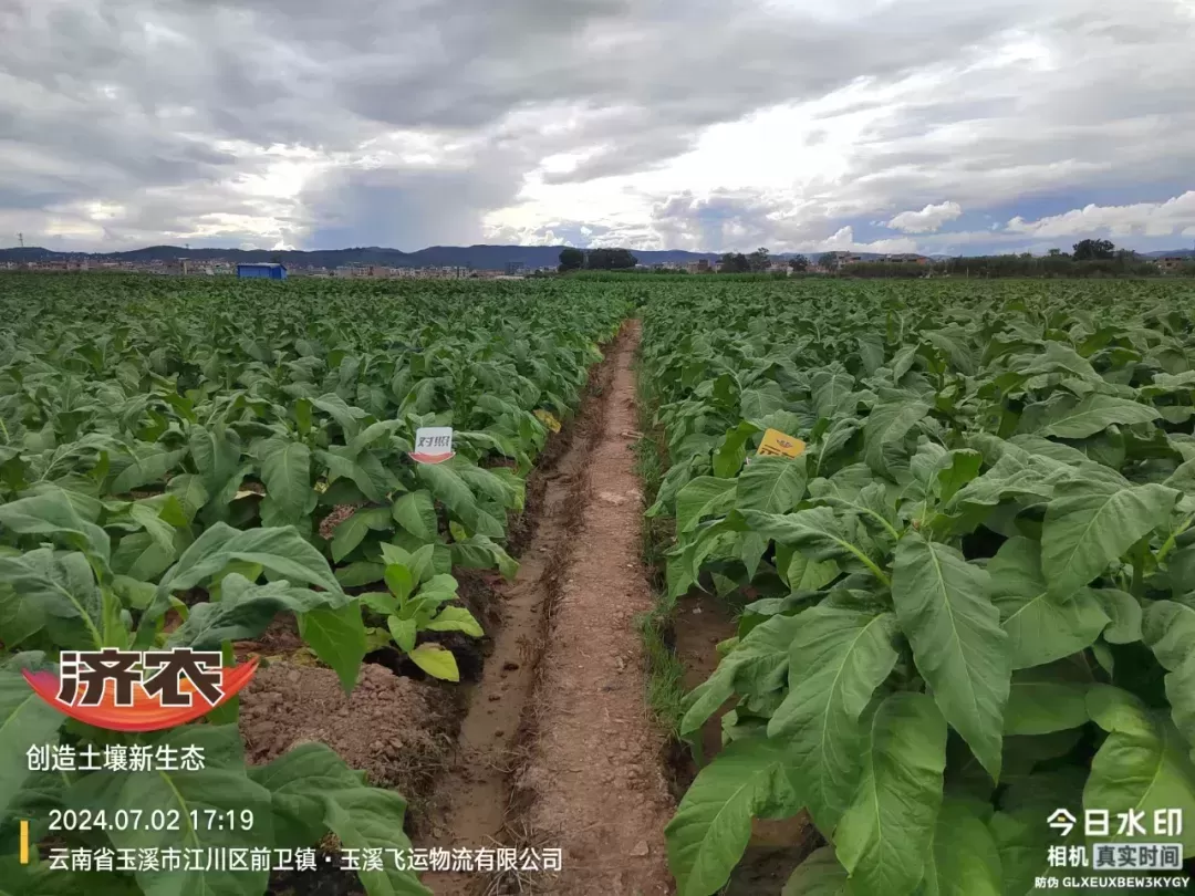 选择方案不同，烤烟长势大相径庭！