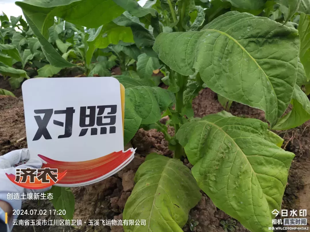 选择方案不同，烤烟长势大相径庭！(图3)