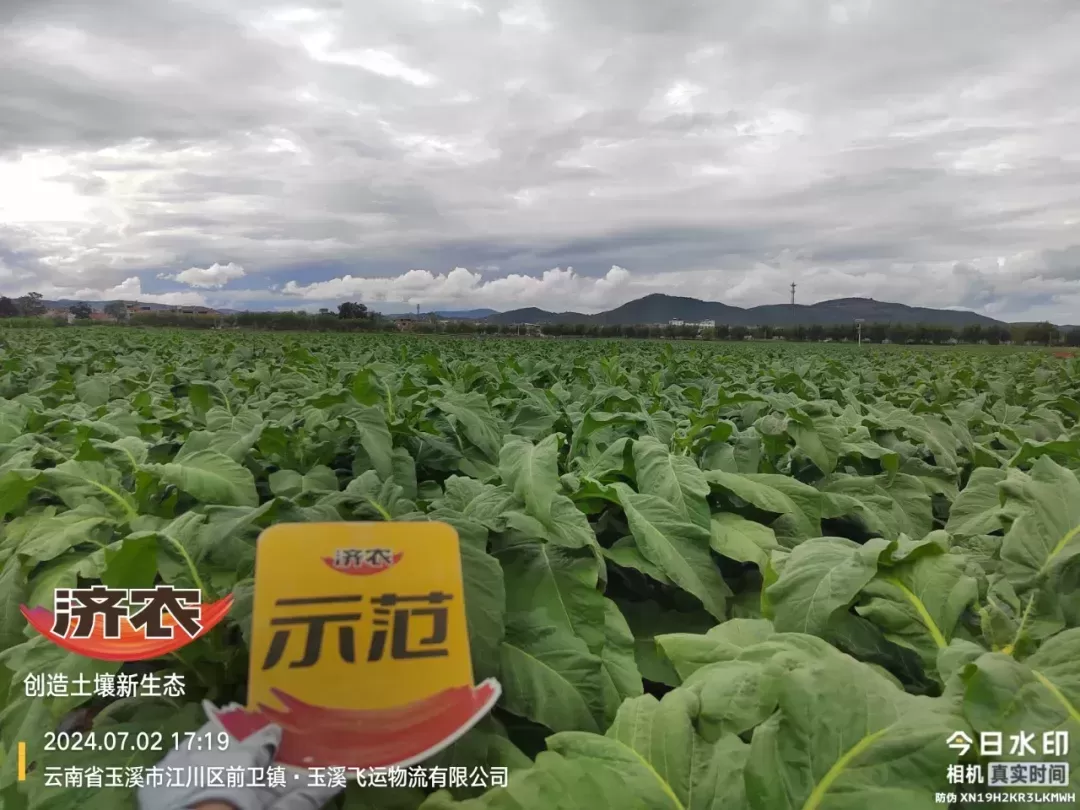 选择方案不同，烤烟长势大相径庭！(图4)