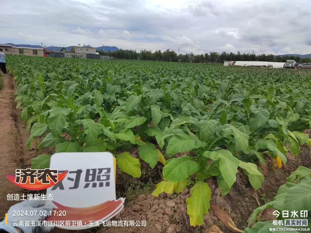 选择方案不同，烤烟长势大相径庭！(图5)